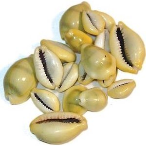 Cowrie Shells 18pcs Cowrie Shells 18pcs