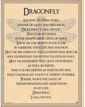 Dragonfly Poster Dragonfly Poster
