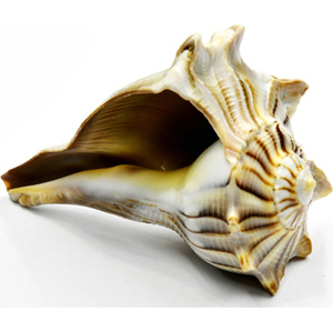 3-4" Dakshinavarti Whelks