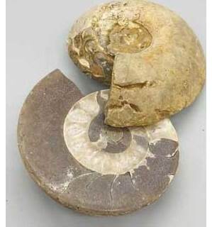 .8-2# Ammonite Fossil pair