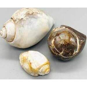 Snail Shell specimen