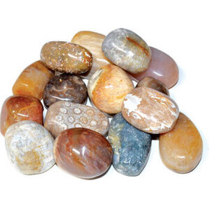 1 lb Coral, Fossil tumbled 1 lb Coral, Fossil tumbled