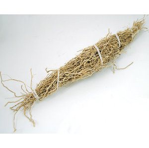 Patchouli Root 1 Root Bundle