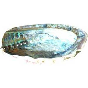 5" Midea Shell incense burner 5" Midea Shell incense burner