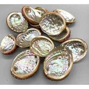 (pack of 100) 2" - 3" Abalone Shell incense burner