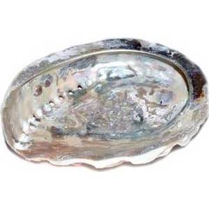 4" Abalone Shell incense burner (limited quanity)