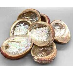 (pack of 12) 3-4" Abalone Shell incense burner (pack of 12) 3-4" Abalone Shell incense burner