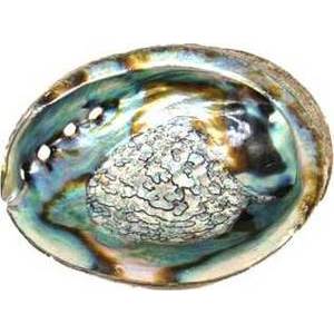 4"-5" Abalone Shell Incense Burner 4"-5" Abalone Shell Incense Burner