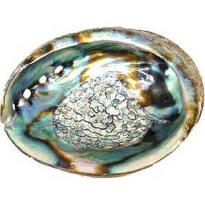 4"-5" Abalone Shell Incense Burner