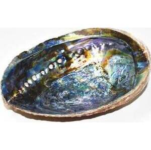 6"- 7" Abalone Shell incense burner (A quality)