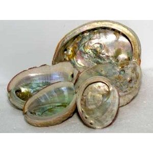 2" -3" Abalone Shell Incense Burner