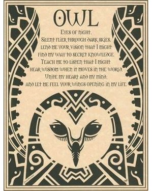 Owl Poster Owl Poster