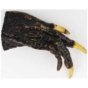 Alligator Claw