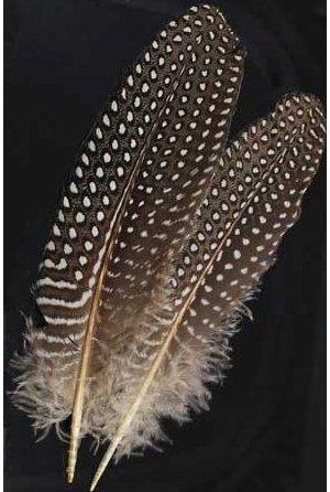 Guinea Hen Wing Feather