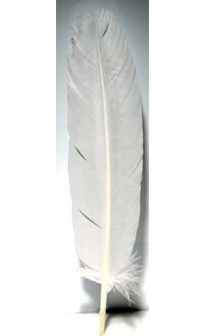 (set of 10) White feather 12"