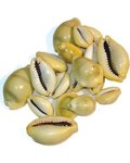 Cowrie Shells 18pcs