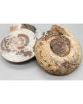 3-4# Ammonite Fossil pair
