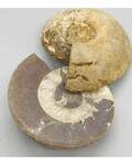 .8-2# Ammonite Fossil pair