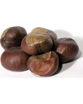 1 Lb Buckeyes Whole