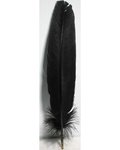 (set of 10) Black feather 12"