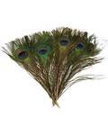 (set of 100) Peacock feather