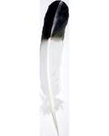 (set of 10) 8-12" Smudging "eagle" feather