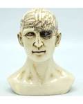 6" Phrenology Head