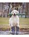 365 Reasons For Smiling (hardcover) 365 Reasons For Smiling (hardcover)