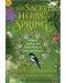 Sacred Herbs of Spring by Ellen Evert Hopman