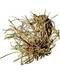 1 Lb Devil's Shoestring root 1 Lb Devil