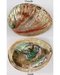 Red Abalone Shell