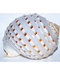 4" Tonna Tessalata shell incense burner 4" Tonna Tessalata shell incense burner