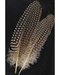 Guinea Hen Wing Feather