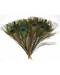 Peacock feather (pk of 10)