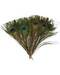 (set of 100) Peacock feather